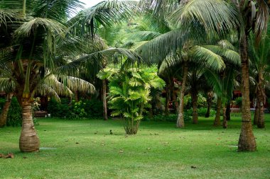 palmiye ağaçları. Seyşel Adaları. ada praslin.