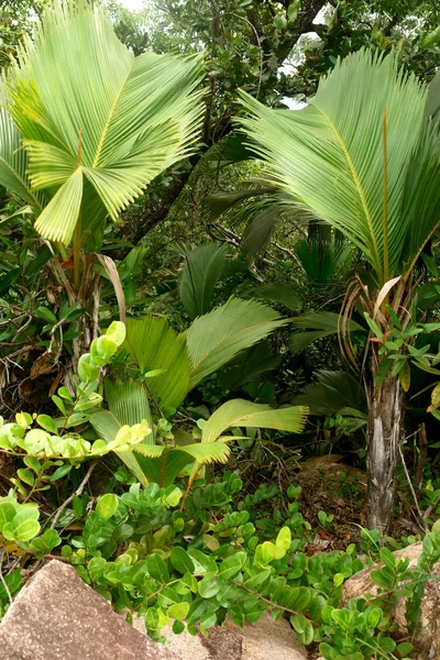 Seychellen. palmen. — Stockfoto