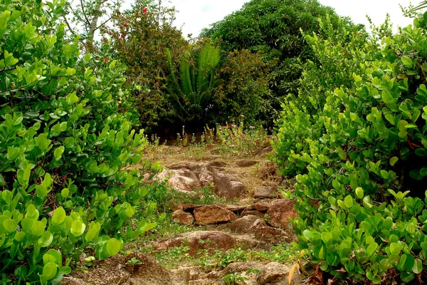 Seyşel Adaları. Doğa.