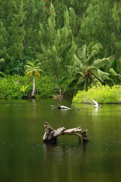 Seychellen. eiland praslin. — Stockfoto