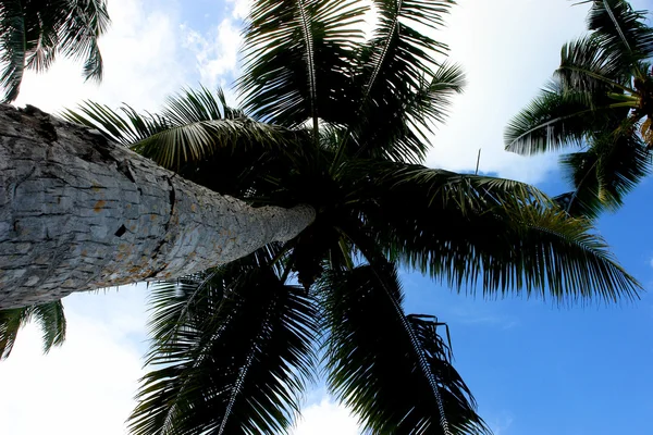 Palmbomen. Seychellen. — Stockfoto