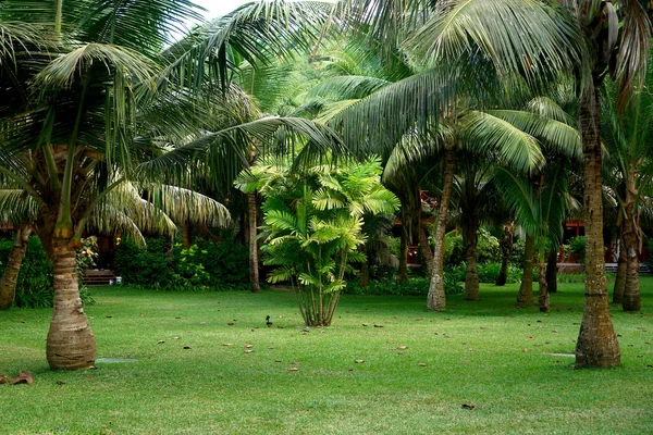 Palmy. Seychely. ostrov praslin. — Stock fotografie
