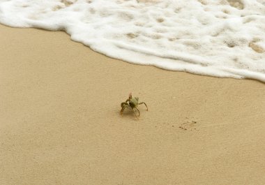 White crab escapes the sand by wave clipart