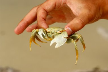 White crab clipart