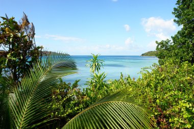 View of the ocean from the jungle clipart