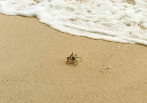 White crab escapes the sand by wave — Stock Photo, Image