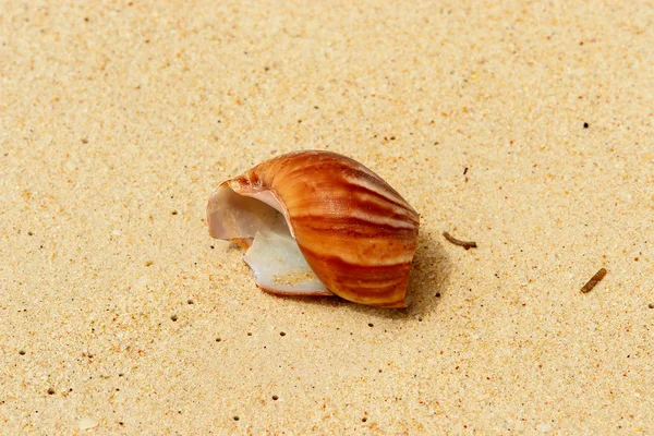 Broken shell in the sand — Stock Photo, Image