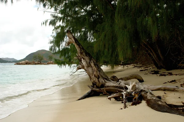 Zvadlá strom na písečné pláži — Stock fotografie
