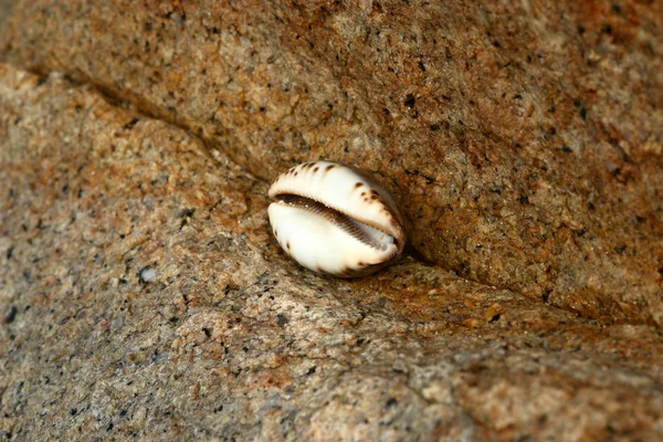 Shell in granite — Stock Photo, Image