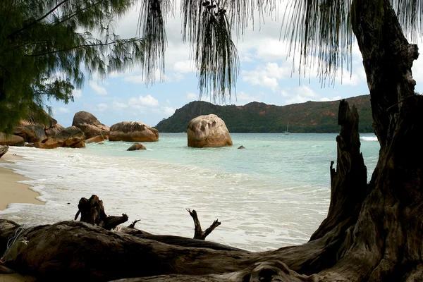 Засохшее дерево на песчаном пляже — стоковое фото