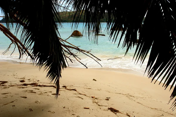 Widok na turkusowe morze palmy — Zdjęcie stockowe