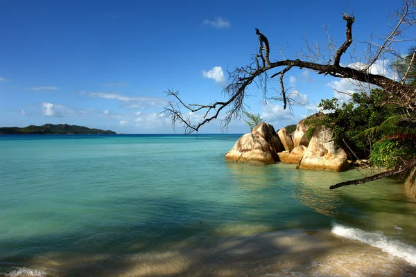 Inci deniz üzerinde ağaca asmak solmuş — Stok fotoğraf