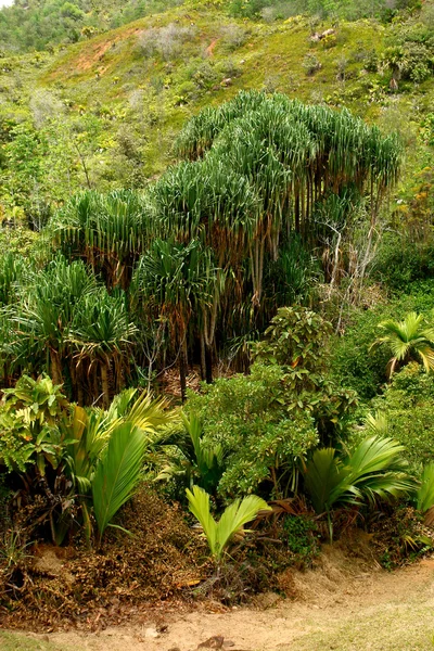 Palmbomen groeien op de hellingen van het mou — Stockfoto