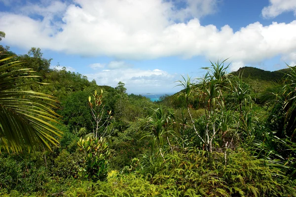 View of the ocean from the jungle. — Stock Photo, Image