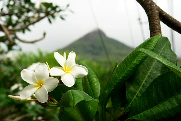 stock image White flowers on a background of mountai