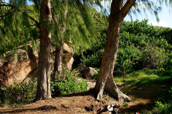 Naaldbomen op het eiland van prasli — Stockfoto