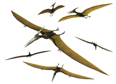 Pterodactyl Set clipart