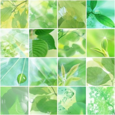 Leaf collage clipart