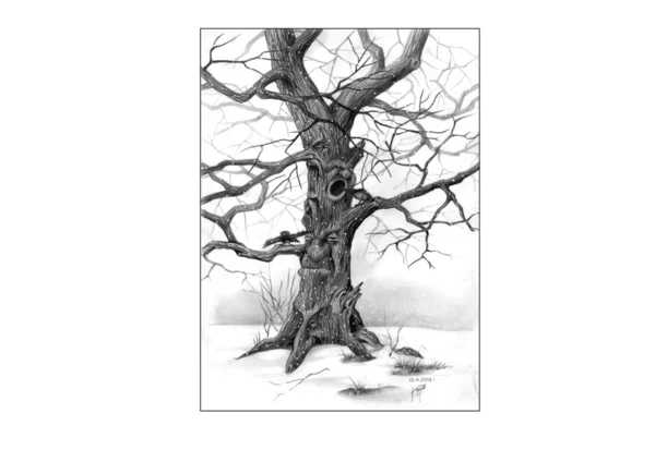 Старое дерево Лицензионные Стоковые Изображения