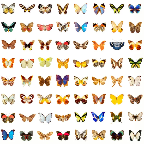 Fjärilar Stockbild