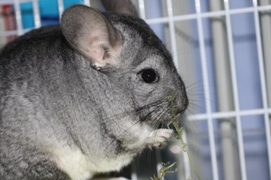 CHINCHILLA clipart