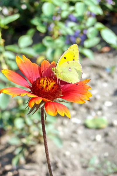 stock image Butterfly