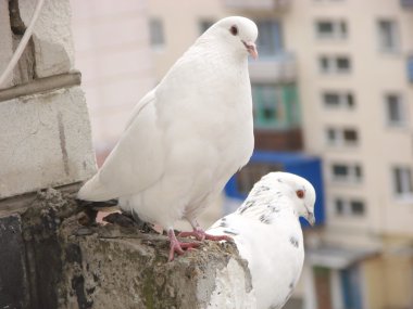 aşık wihte güvercinler