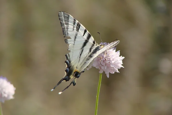 stock image Butterfly