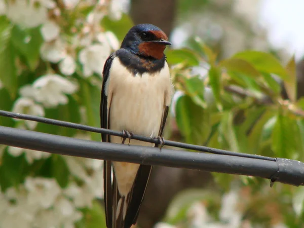 Swallow — Stock Photo, Image