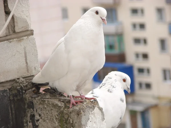 恋にたっぷり手袋ホワイト鳩 — ストック写真
