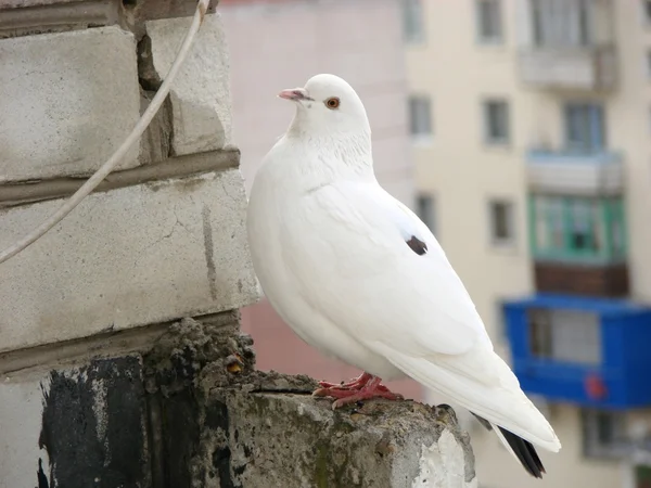 たっぷり手袋ホワイト鳩 — ストック写真