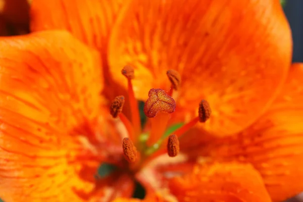 Narancs virág — Stock Fotó