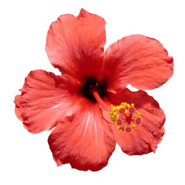 Red hibiscus flower clipart