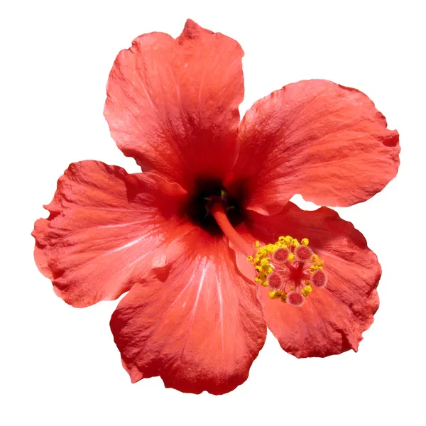 Czerwony kwiat hibiskusa Obrazy Stockowe bez tantiem