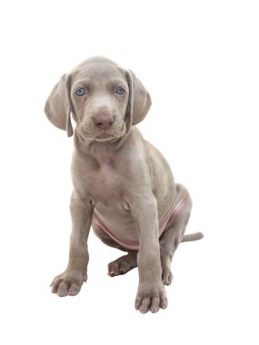 Weimaraner puppy 01 clipart