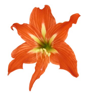 Lilium flower clipart