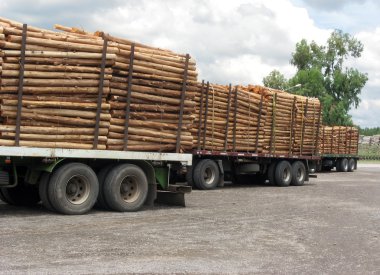 kamyon ve gövdeleri