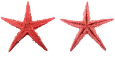 Starfish clipart