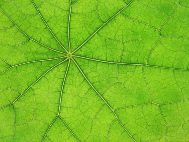 Green leaf veins 03 clipart