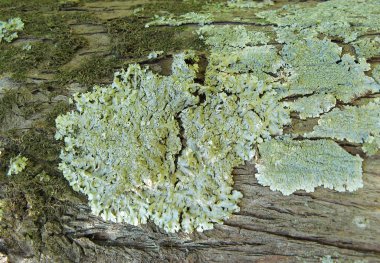 Lichens_over_bark