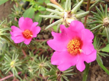 Portulaca çiçekler