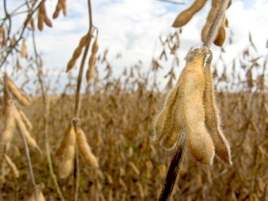 Soy bean field clipart