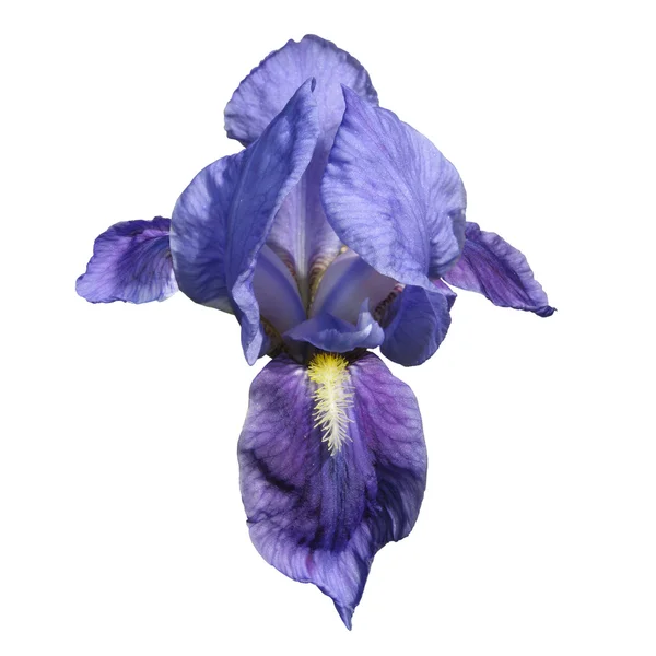 Μπλε της ίριδας λουλούδι — Φωτογραφία Αρχείου