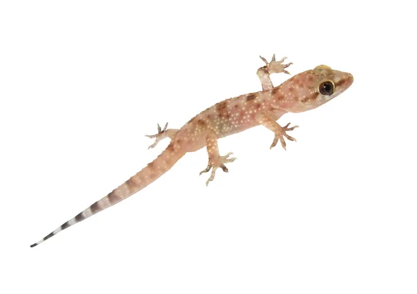 stock image Wall lizard