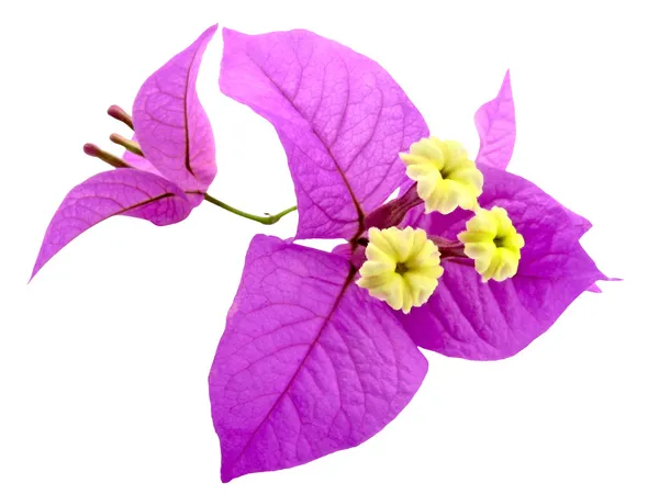 Santa Ritas Flowers — Stock Photo, Image