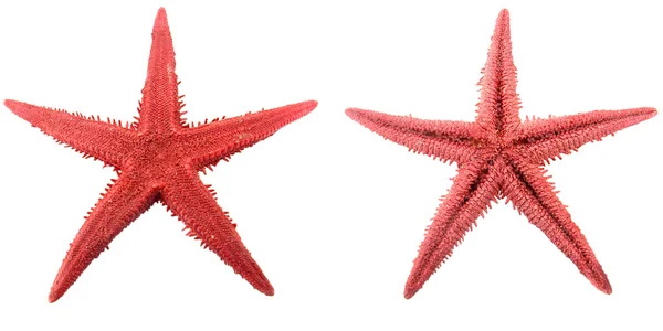 stock image Starfish