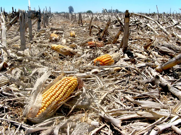 Residuos de maíz — Foto de Stock