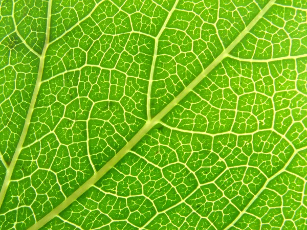 Nervures des feuilles vert 04 — Photo #1273322