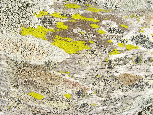 Lichens sobre corteza 2 —  Fotos de Stock