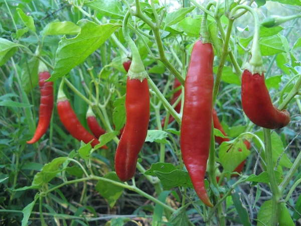 Pimentos vermelhos de pimentão — Fotografia de Stock